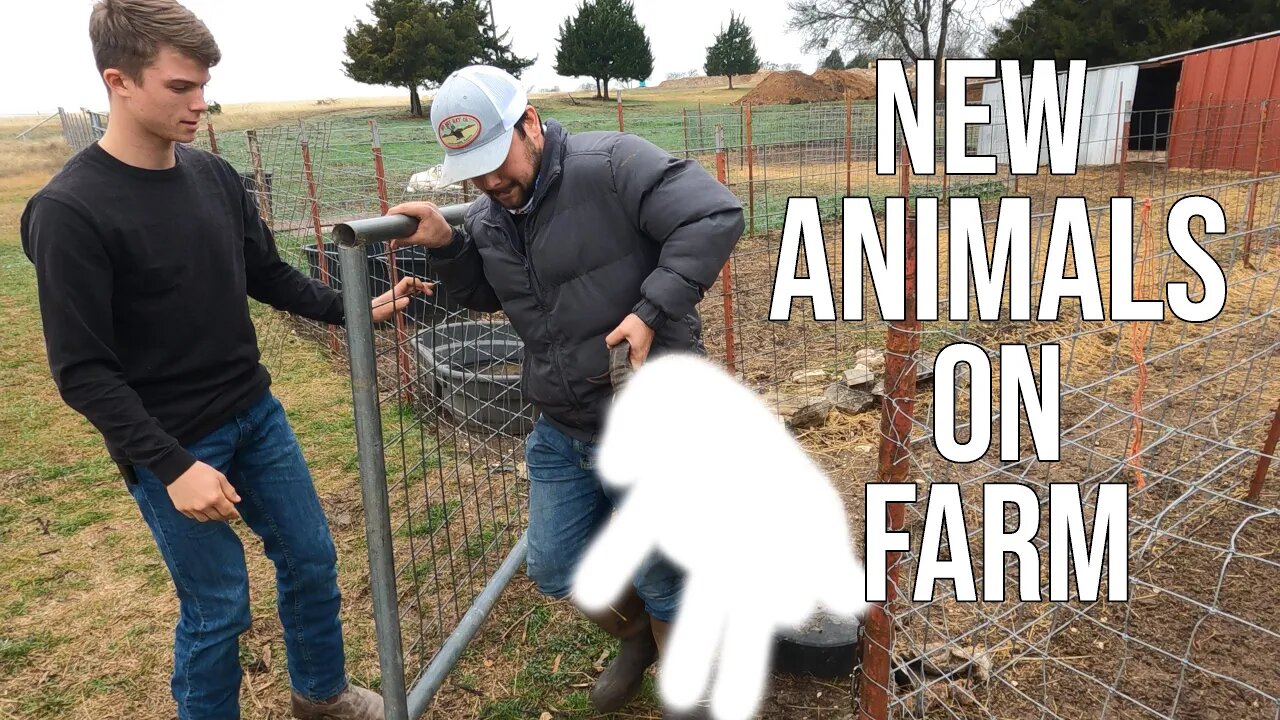 New Animals on the Farm! Really Small Animals!