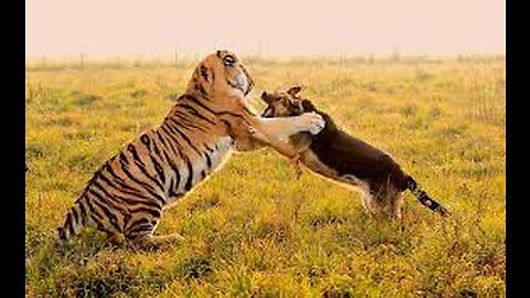 Tiger Prank To dog