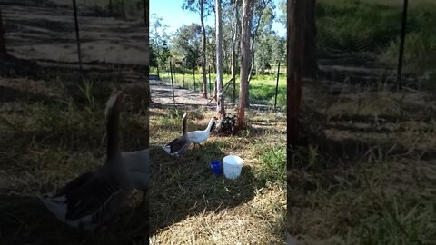 Letting the ducklings out for the second day