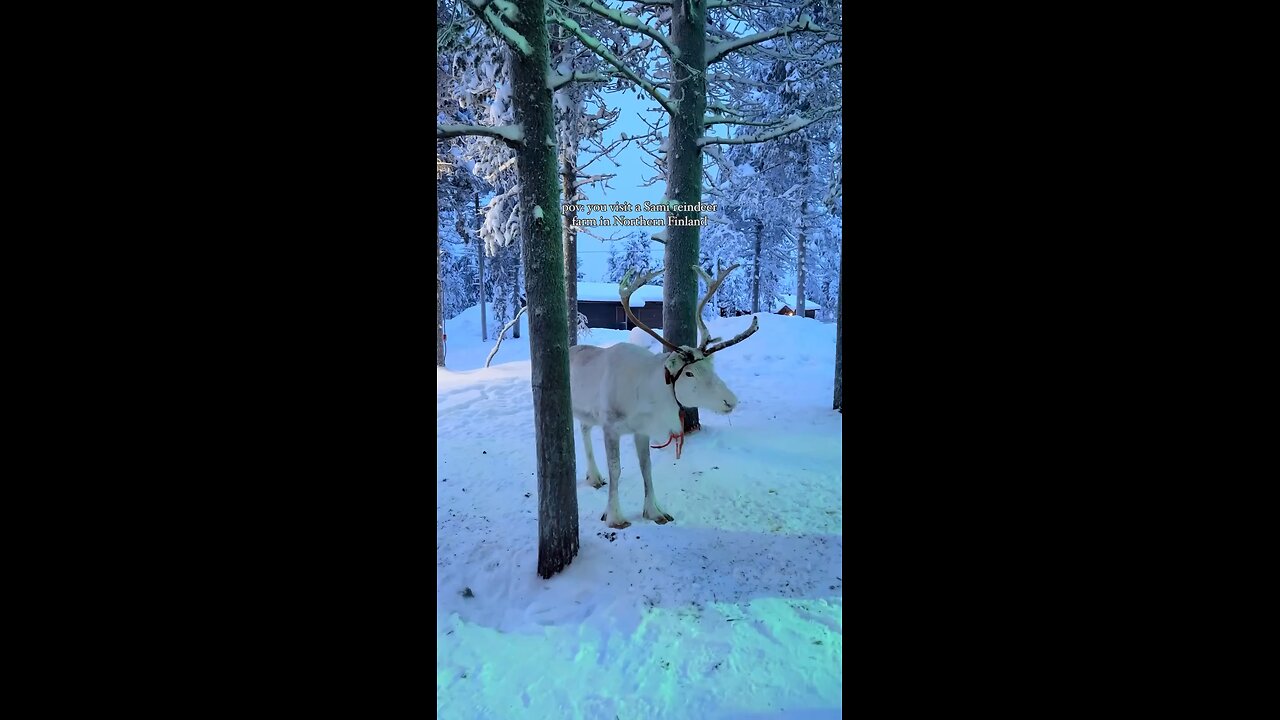 feeding reindeer was truly a highlight of my trip 🥹🦌#finland #visitfinland #lapland #reindeer