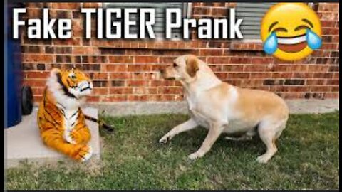 Prank_dog😂😂