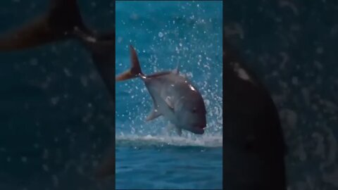 لا تأمن عدوك الخفى 🐟