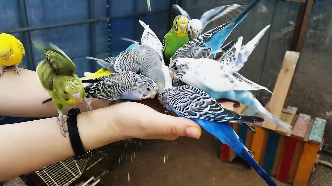 Budgies