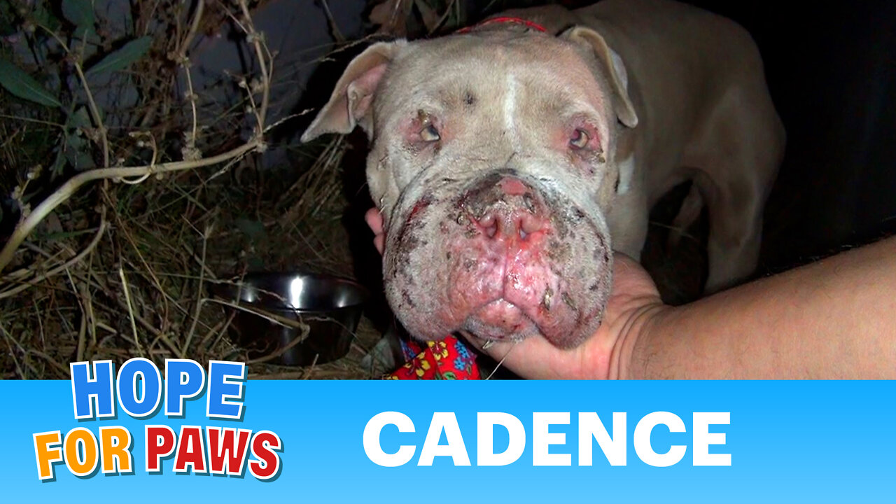 Saving Cadence - an abused Pit Bull shows us the power of second chances. Please share.