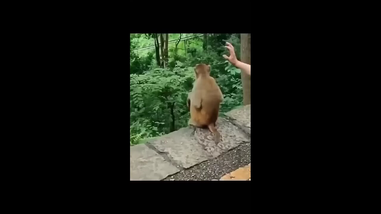 comedy funny video