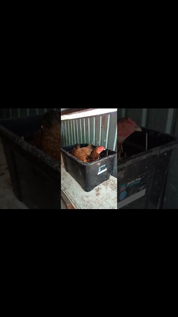 Chook chook layed an egg