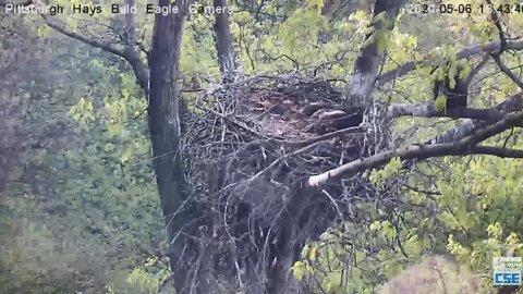 Hays Eagles Nest Squirrel chase 2020 05 06 644pm