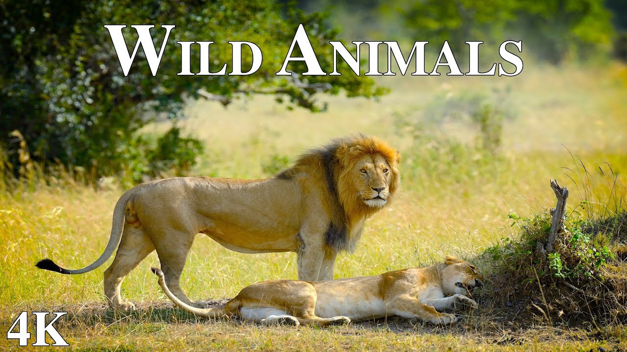 Wild Animals in 4K - Breathtaking Wildlife Footage