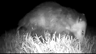 I’m a possum and I’m proud of it !