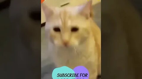 Funniest Cat And Dogs #shorts #short #viral