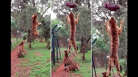 Tiger jumps high to catch meat in slow-motion