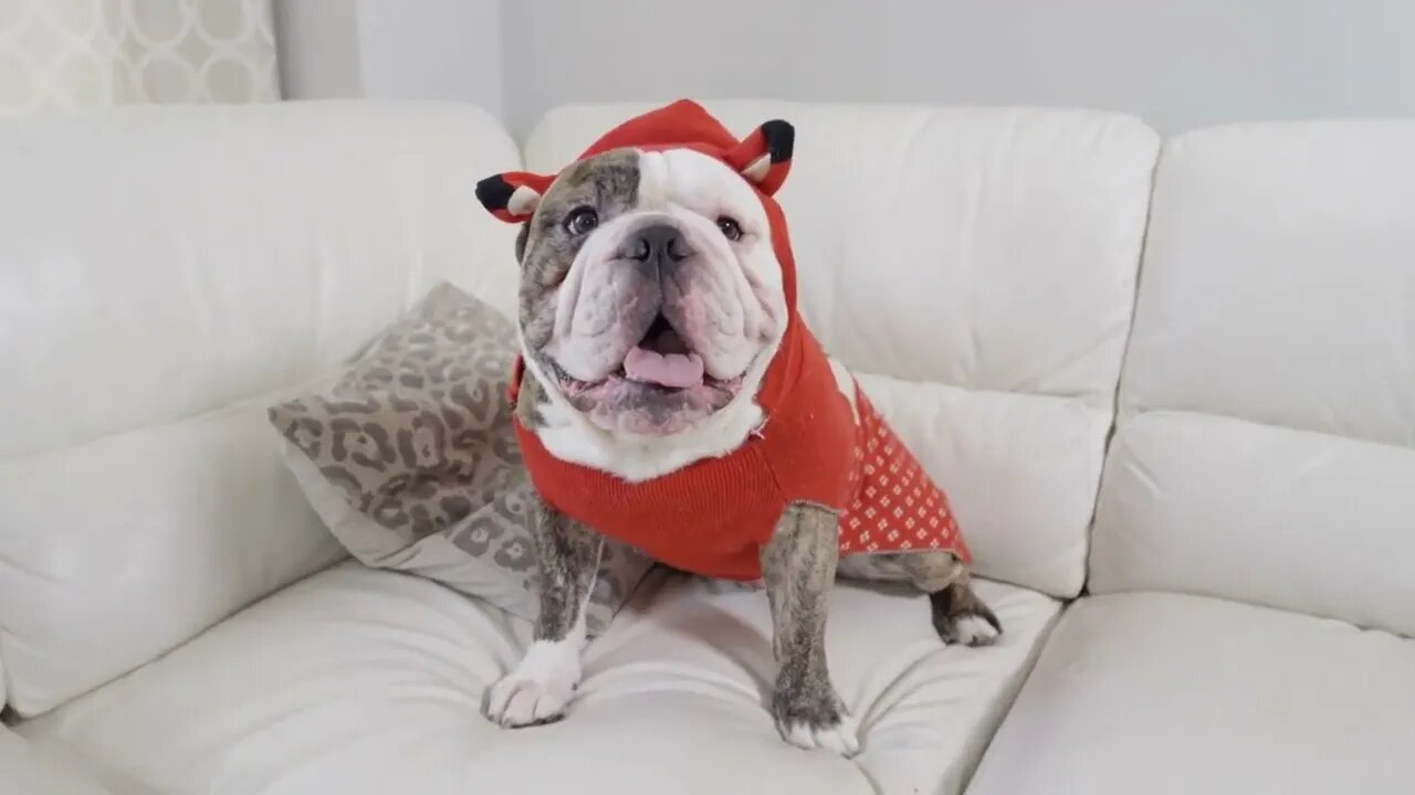 Bulldog wearing a goofy costume on couch