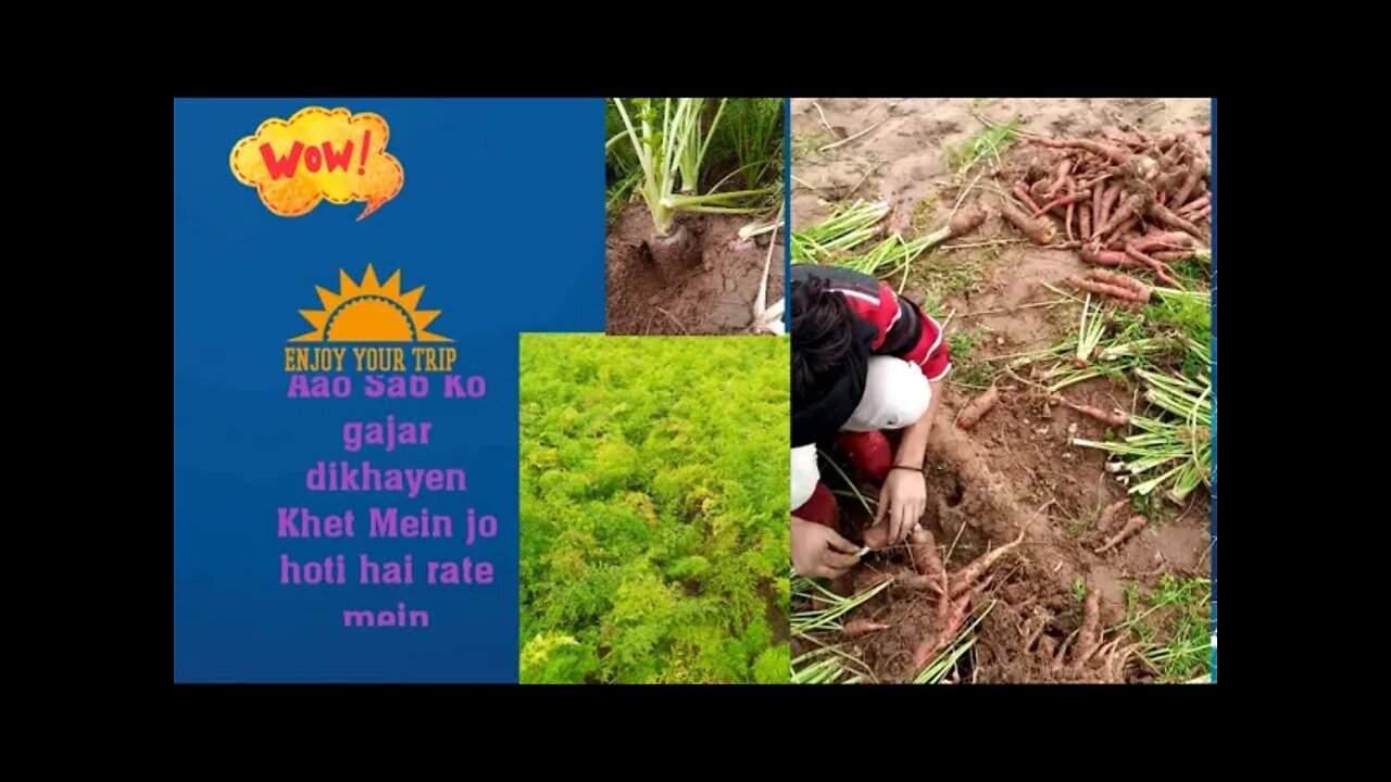 Gajar ka Khet in4 india Untitled 9 720p