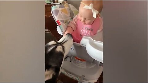 Funny Babies Playing with Dogs Compilation Funny Baby and Pets