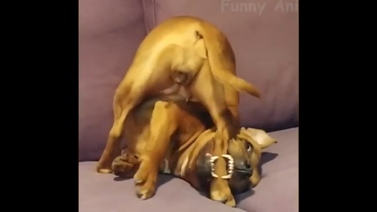 Cute and Funny animals!! best animal video of 2022
