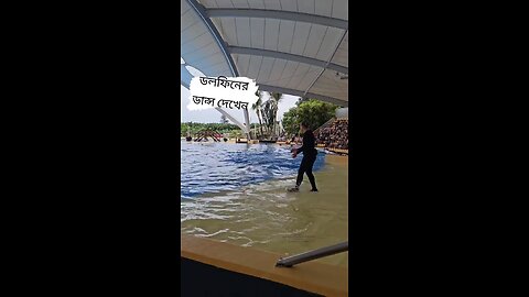 Dolphin dance