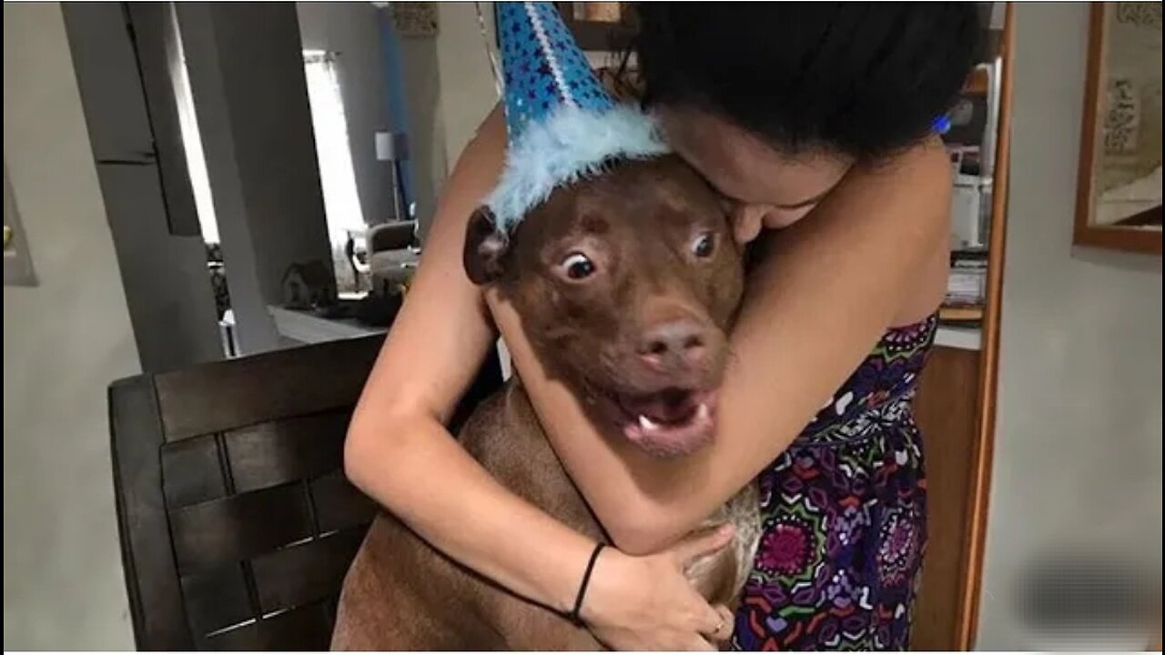 Top funny videos | Top comedy videis- trending animal videos latest