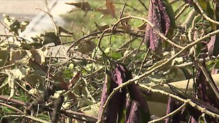 Charlotte Debris Pickup 5P