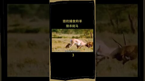 猎豹捕食羚羊，猎杀斑马#猎豹#羚羊#斑马#狩猎#动物世界#野生动物#魔法动物#捕