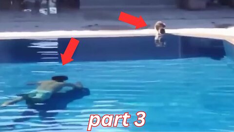 Funniest Animals 🤣 Hilarious Cats Part 3