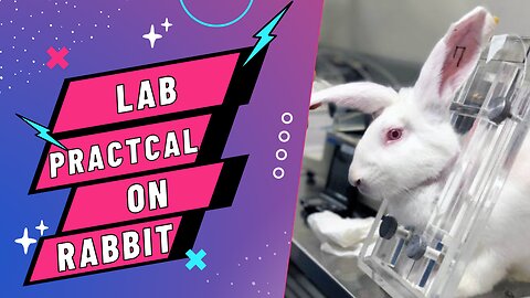 Lab practical on Rabbit