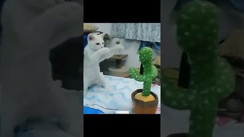 Funny Animal Videos Of The Day 0030! 😂😂