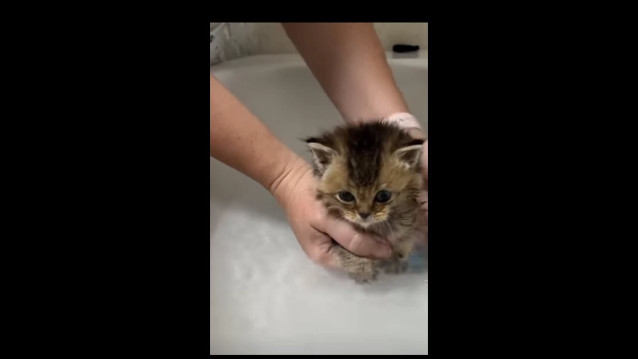 nice kitty 🐈🐈 baby kitty