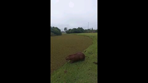 capy Turbo