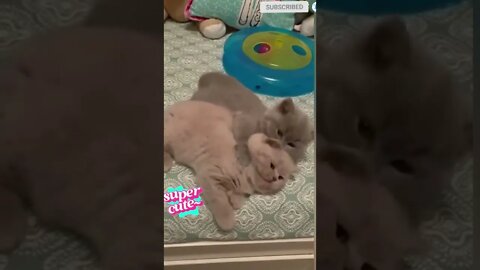 cute cat videos 😹 funny videos 😂😅