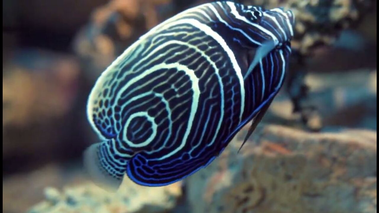 Under Water scene Full HD