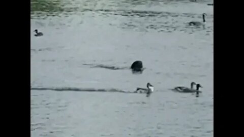 #dogvideo #cute #duckhunt Dog Chasing Ducks in Pond