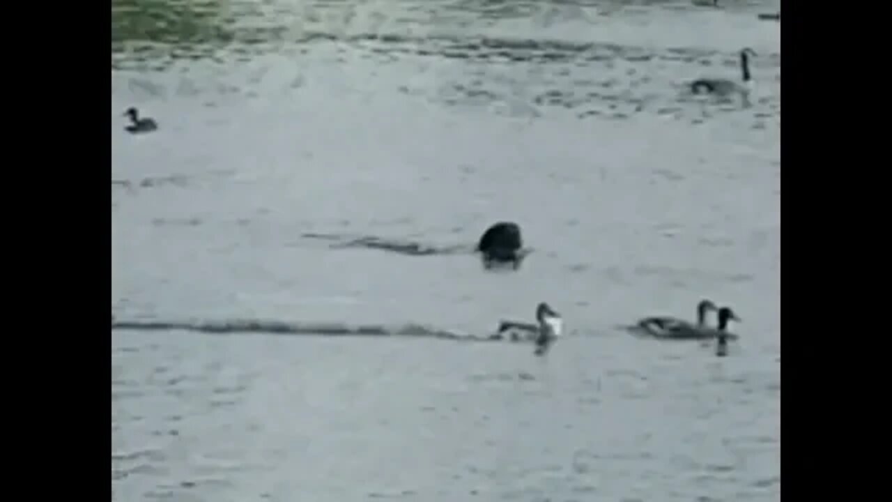 #dogvideo #cute #duckhunt Dog Chasing Ducks in Pond