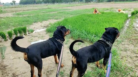 What do you think about Adult Rottweiler || Mr.Bolt