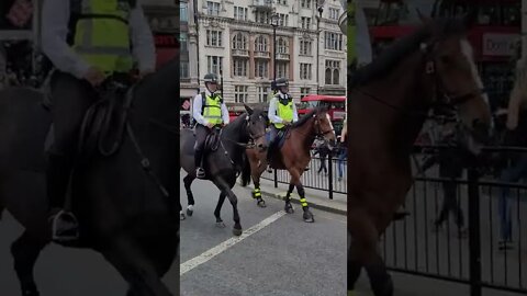 police horses in london #metpolice