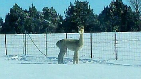 Lost alpaca looking for owner in Fremont County