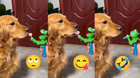 Dog 🐕 funny moment video 🤣🤣🤣