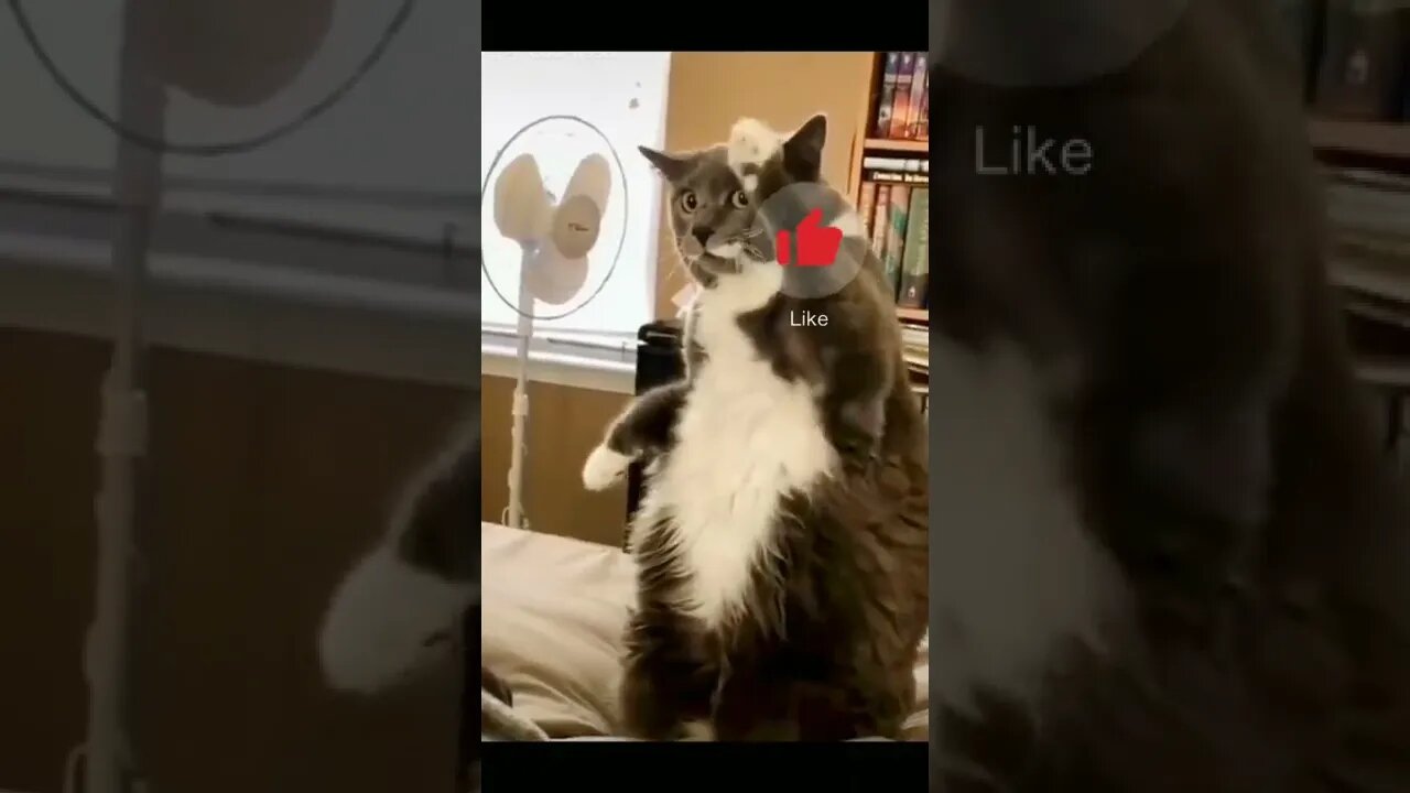 Hello Cat | Funny Cat
