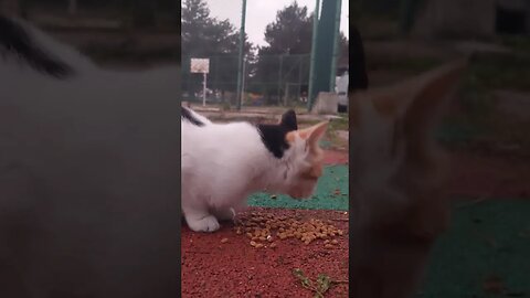 We Feed Street Cats Everyday Just Subscribe to Support