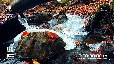 Whispers Of The Wild | Zen Asmr # 254