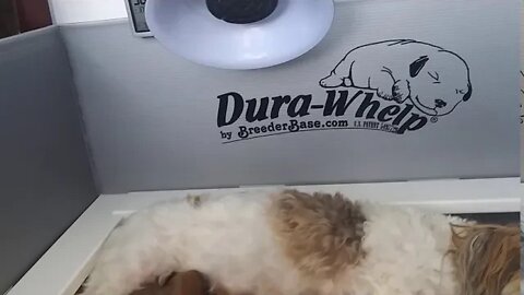 J Litter - 2 Weeks Old Tomorrow(2)