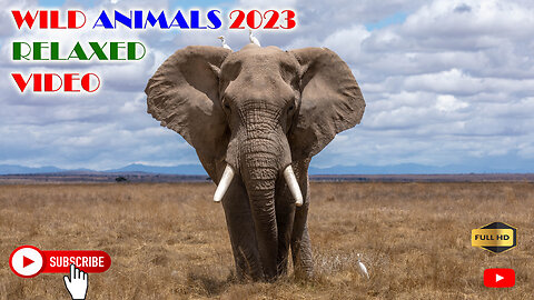 Wild Animals Relaxed Video #wild