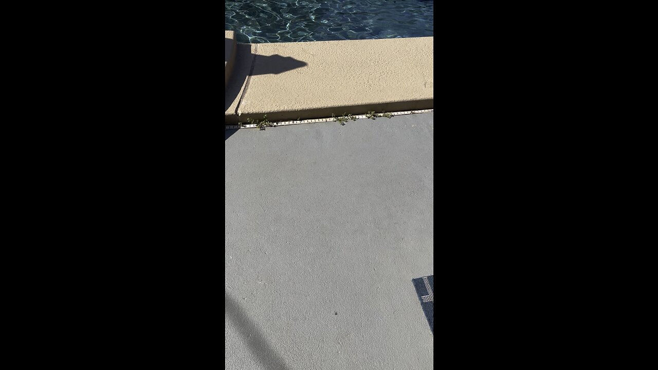 Dog has gone for a swim today