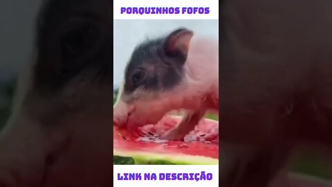 Porquinhos Fofos Animais Engraçados #shorts