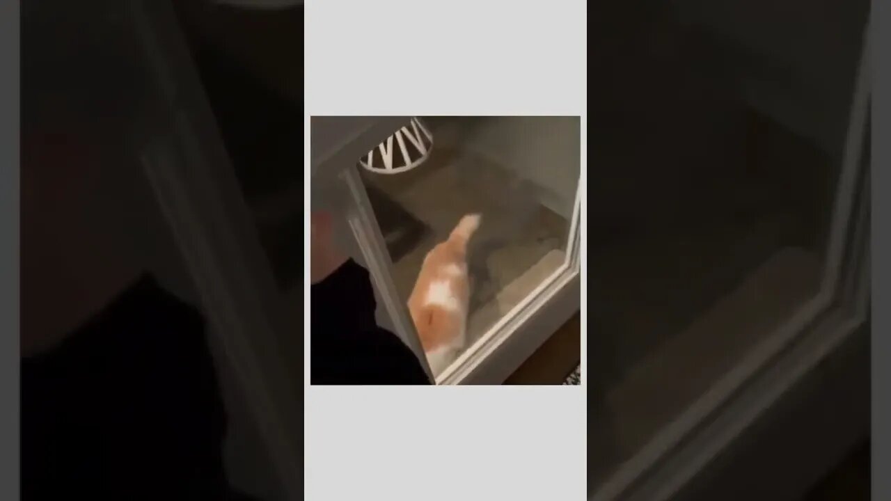 Every single cat ever.. 😅