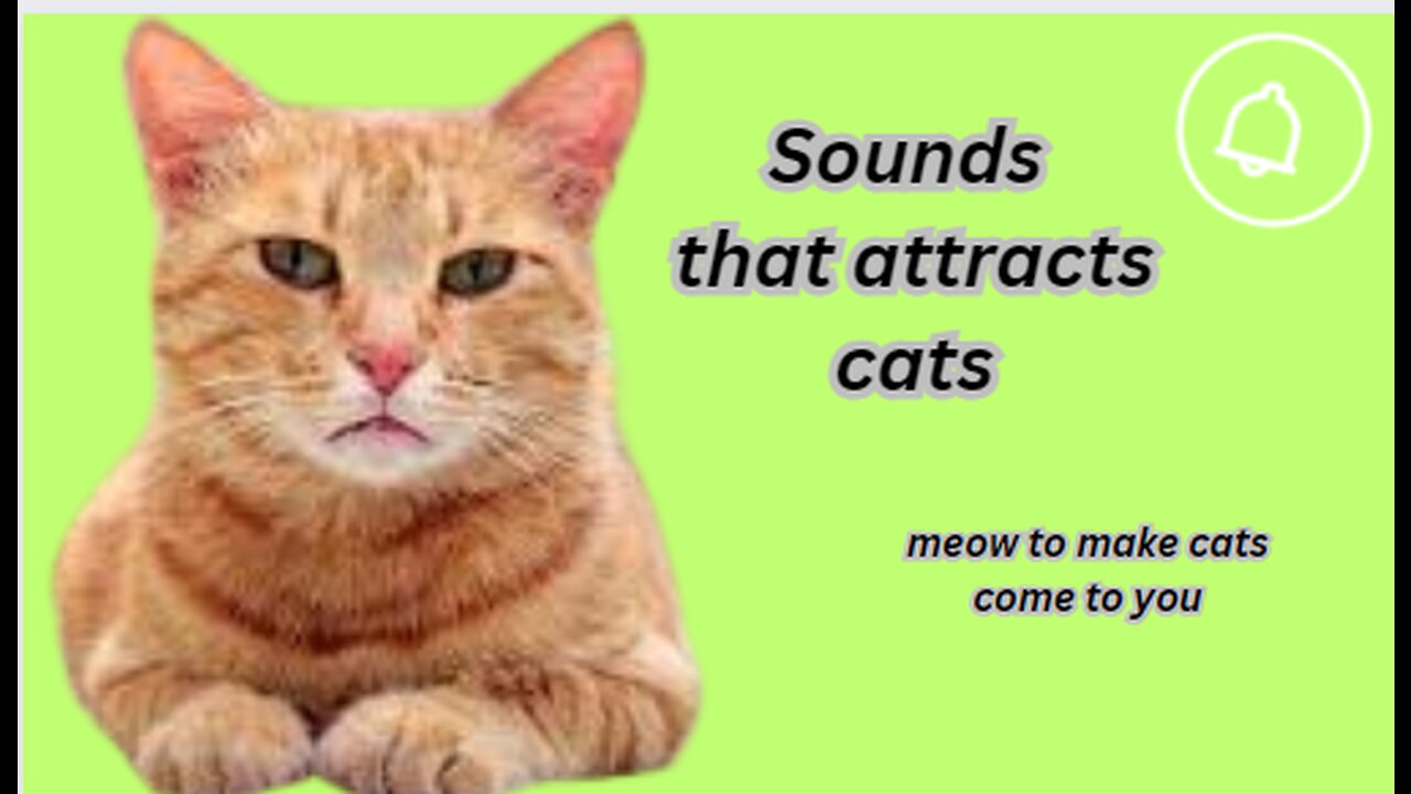 Sounds That Attracts Cats| Make them come to you.