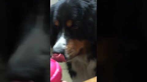 Squeaky Ball and Dogs! 🐶💕👍. #dog #dogs #doglovers