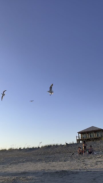 Paradise ☀️ #oceanview #beachvibes #scenicviews #seagulls