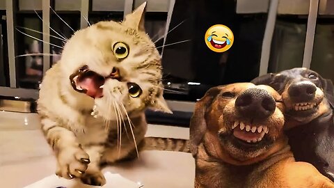 Funniest Animals 2025😂 New Funny Cats and Dogs Videos - part. 03