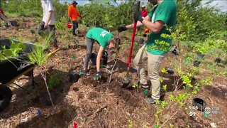 Ellenton community plants 4,000 trees creating microforest