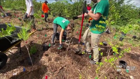 Ellenton community plants 4,000 trees creating microforest